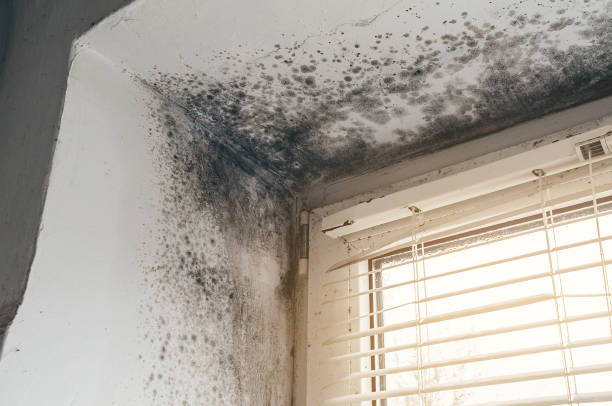 Affordable Commercial Mold Remediation solutions in Ellicott City, MD